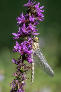 Southern Hawker (Aeshna cyanea), Emsland, Lower Saxony, Germany, Europe