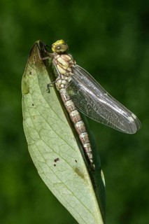 Southern Hawker (Aeshna cyanea), Emsland, Lower Saxony, Germany, Europe