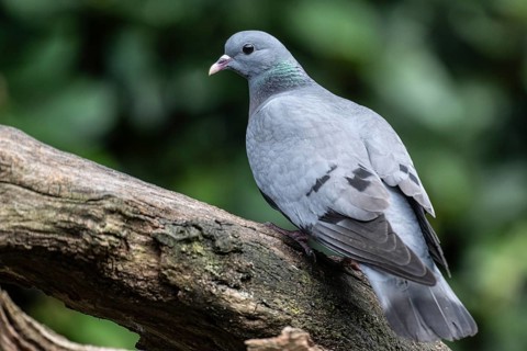 Stock Dove (Columba oenas), Emsland, Lower Saxony, Germany, Europe