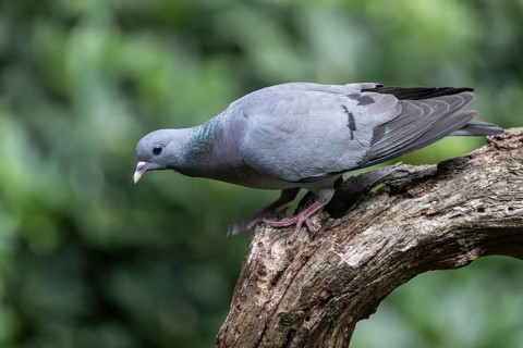 Stock Dove (Columba oenas), Emsland, Lower Saxony, Germany, Europe