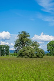 An old cradle (Salix fragilis) stands on a tall meadow, above it big clouds in the sky near