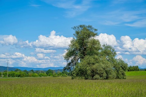 An old cradle (Salix fragilis) stands on a tall meadow, above it big clouds in the sky near