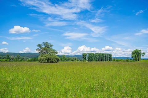 An old cradle (Salix fragilis) stands on a tall meadow, above it clouds in the sky near Pfatter,