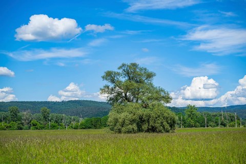 An old cradle (Salix fragilis) stands on a tall meadow, above it clouds in the sky near Pfatter,
