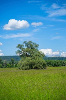 An old cradle (Salix fragilis) stands on a tall meadow, above it clouds in the sky near Pfatter,