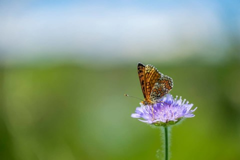Glanville fritillary (Melitaea cinxia) on a Field scabious (Knautia arvensis) blossom, Bavaria,