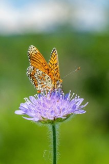 Glanville fritillary (Melitaea cinxia) on a Field scabious (Knautia arvensis) blossom, Bavaria,