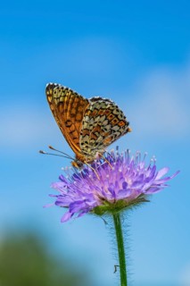 Glanville fritillary (Melitaea cinxia) on a Field scabious (Knautia arvensis) blossom, Bavaria,