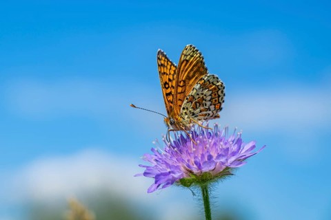 Glanville fritillary (Melitaea cinxia) on a Field scabious (Knautia arvensis) blossom, Bavaria,