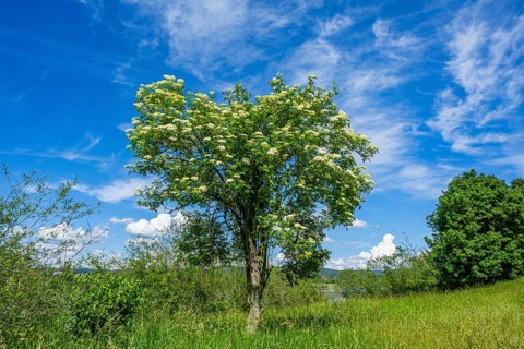 European elder (Sambucus nigra) blooming, Upper Palatinate, Bavaria, Germany, Europe