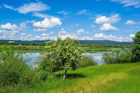 European elder (Sambucus nigra) blooming in front of Danubia river with reflection of the landscape
