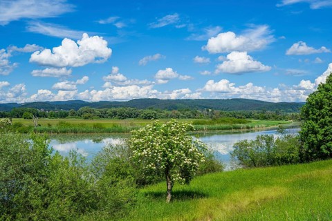 European elder (Sambucus nigra) blooming in front of Danubia river with reflection of the landscape