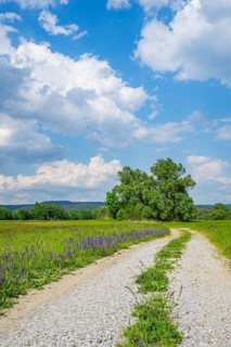 Meadow clary (Salvia pratensis) blossoms growing in a meadow beside a little road, Bavaria,