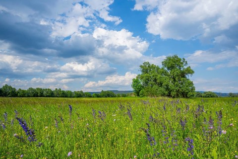 Meadow clary (Salvia pratensis) blossoms growing in a meadow, Bavaria, Germany, Europe