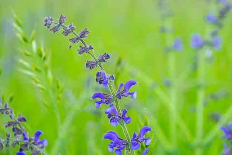 Close-up of a meadow clary (Salvia pratensis) blossom in spring, Bavaria, Germany, Europe