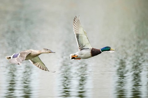 Wild duck (Anas platyrhynchos) couple flying, Bavaria, Germany, Europe, Bavaria, Germany, Europe