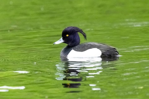 Tufted pochard (Aythya fuligula) male swimming in a lake, Bavaria, Germany, Europe