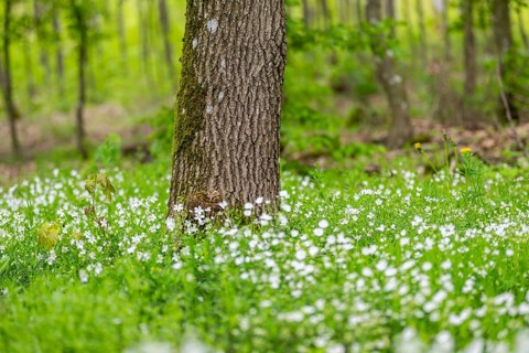 Greater stitchwort (Rabelera holostea) blossoms in a forest in spring, Bavaria, Germany, Europe