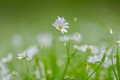 Close-up of greater stitchwort (Rabelera holostea) blossoms in spring, Bavaria, Germany, Europe
