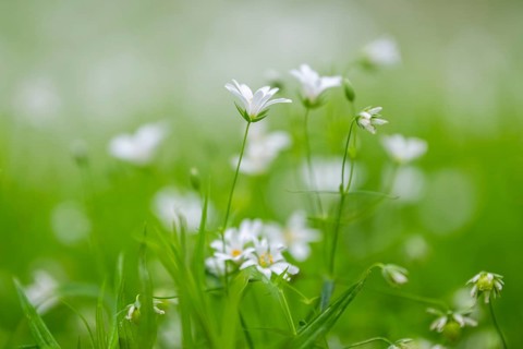 Close-up of greater stitchwort (Rabelera holostea) blossoms in spring, Bavaria, Germany, Europe