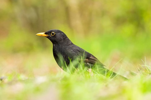Common blackbird (Turdus merula) on a meadow, Bavaria, Germany, Europe