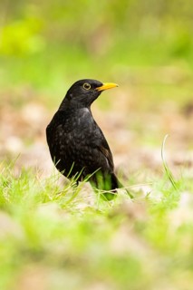 Common blackbird (Turdus merula) on a meadow, Bavaria, Germany, Europe