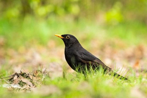Common blackbird (Turdus merula) on a meadow, Bavaria, Germany, Europe