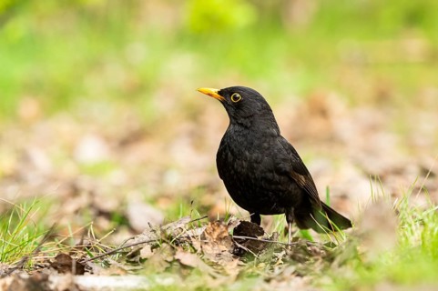 Common blackbird (Turdus merula) on a meadow, Bavaria, Germany, Europe