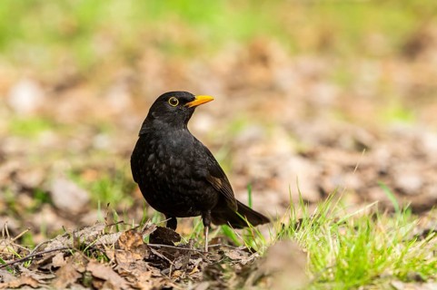 Common blackbird (Turdus merula) on a meadow, Bavaria, Germany, Europe