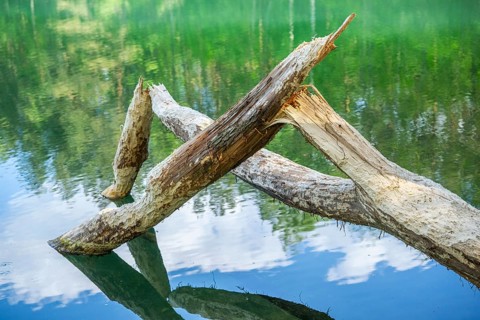 Close-up of a tree felled by a European beaver (Castor fiber) lying in the water, Franconia,