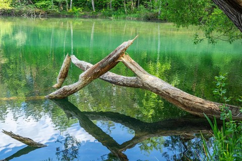Close-up of a tree felled by a European beaver (Castor fiber) lying in the water, Franconia,