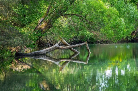 Close-up of a tree felled by a European beaver (Castor fiber) lying in the water, Franconia,