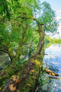 Brittle willow (Salix fragilis) at a lake, Bavaria, Germany, Europe