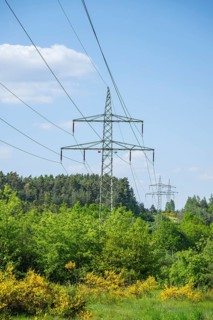 Power line in front of a blue sky above yellow flowering broom bushes, hairy greenweed (Genista