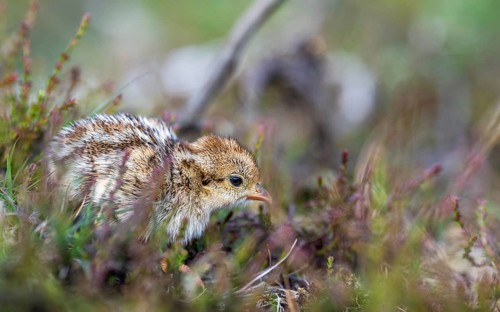 Chick of Red-legged Partridge, Alectoris rufa, North York Moors National Park, Yorkshire, England,