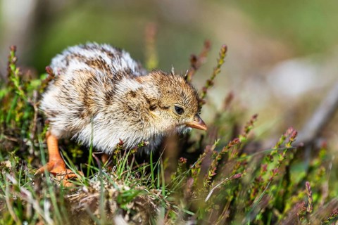Chick of Red-legged Partridge, Alectoris rufa, North York Moors National Park, Yorkshire, England,