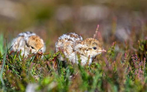 Chick of Red-legged Partridge, Alectoris rufa, North York Moors National Park, Yorkshire, England,