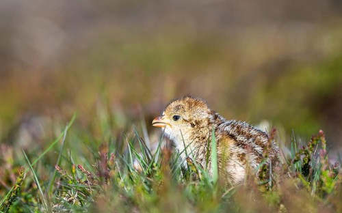 Chick of Red-legged Partridge, Alectoris rufa, North York Moors National Park, Yorkshire, England,
