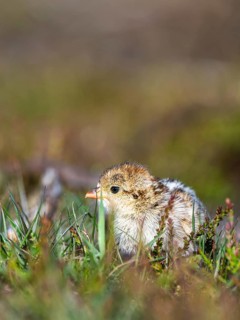Chick of Red-legged Partridge, Alectoris rufa, North York Moors National Park, Yorkshire, England,