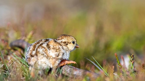 Chick of Red-legged Partridge, Alectoris rufa, North York Moors National Park, Yorkshire, England,