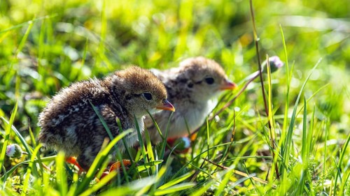 Chick of Red-legged Partridge, Alectoris rufa, North York Moors National Park, Yorkshire, England,