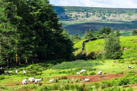Farms and Sheeps in North York Moors National Park, Yorkshire, England, United Kingdom, Europe