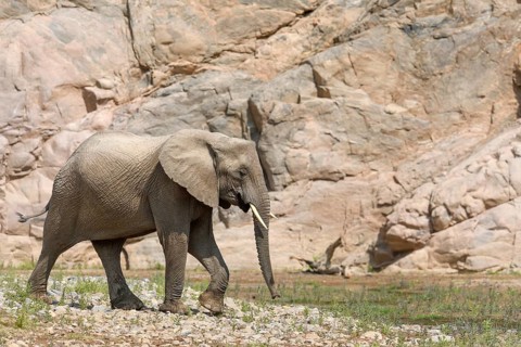 Desert elephant (Loxodonta africana) in the Hoarusib dry river, Kaokoveld, Kunene region, Namibia,