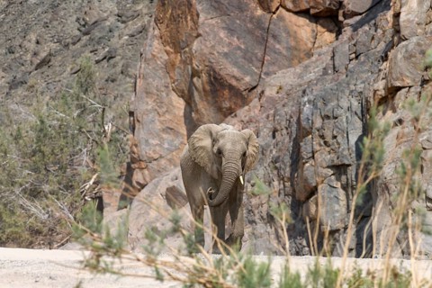 Desert elephant (Loxodonta africana) in the Hoarusib dry river, Kaokoveld, Kunene region, Namibia,