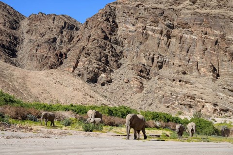 Desert elephants (Loxodonta africana) in the Hoanib dry river, Kaokoveld, Kunene region, Namibia,