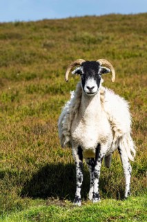 Sheeps in North York Moors National Park, Yorkshire, England, United Kingdom, Europe