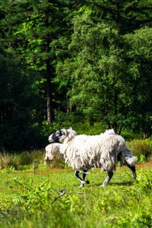 Sheeps in North York Moors National Park, Yorkshire, England, United Kingdom, Europe