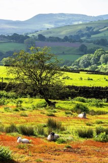 Farms and Sheeps in North York Moors National Park, Yorkshire, England, United Kingdom, Europe
