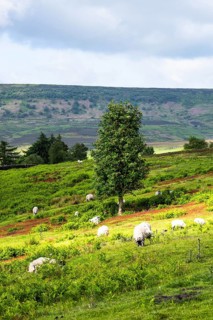 Farms and Sheeps in North York Moors National Park, Yorkshire, England, United Kingdom, Europe