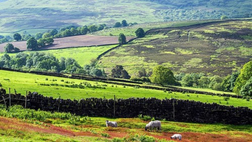 Farms and Sheeps in North York Moors National Park, Yorkshire, England, United Kingdom, Europe